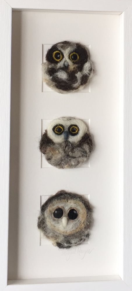 Image of "Three in a Box Owls"