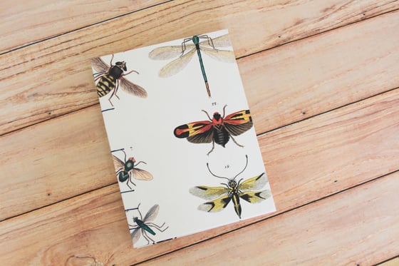 Image of Insect