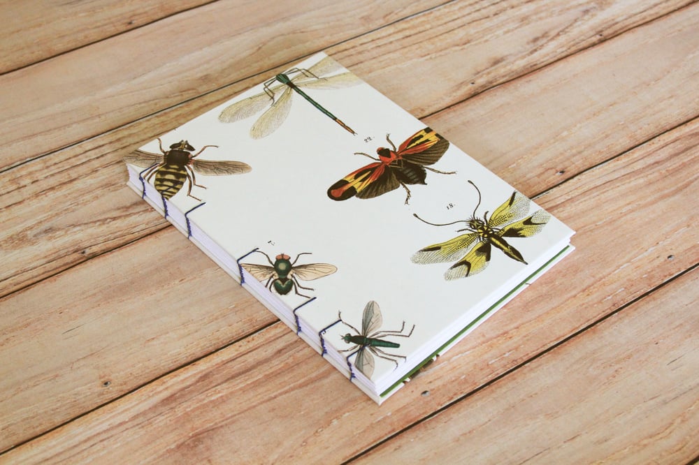 Image of Insect