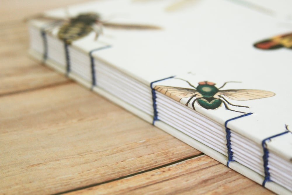 Image of Insect