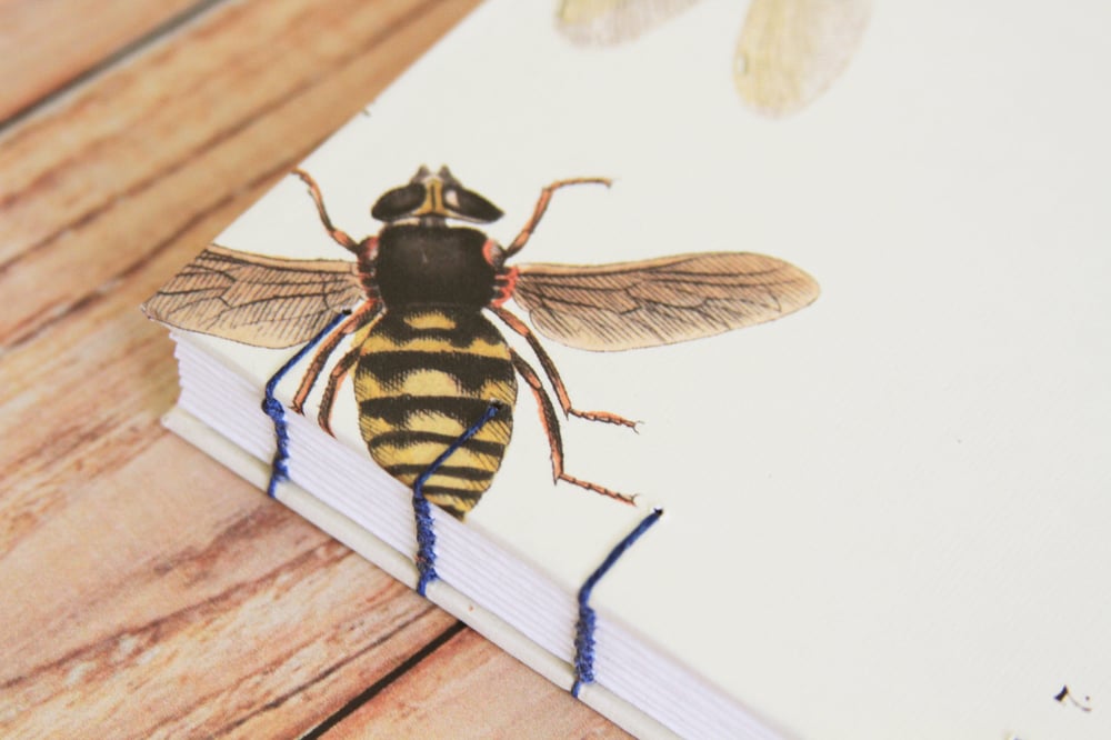 Image of Insect