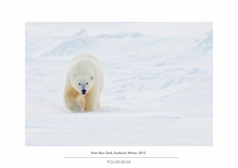 Image of Polar Bear Portfolio