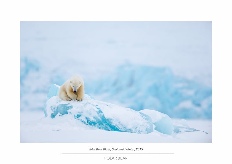 Image of Polar Bear Portfolio