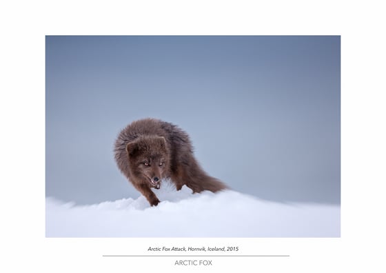 Image of Arctic Fox Portfolio