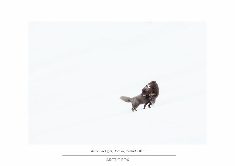 Image of Arctic Fox Portfolio