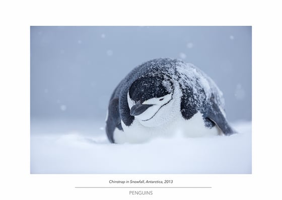 Image of Penguin Portfolio