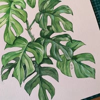 Image 3 of Original Illustration Rhaphidophora Tetrasperma