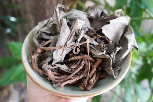 Image of KACIP FATIMAH spagyric tincture - alchemically enhanced plant extraction