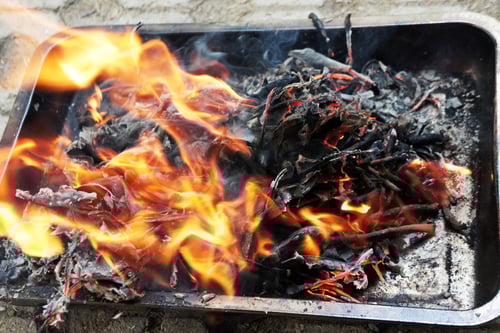 Image of KACIP FATIMAH spagyric tincture - alchemically enhanced plant extraction