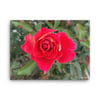 Light Red Dark Pink Rose Canvas 18" x 24"