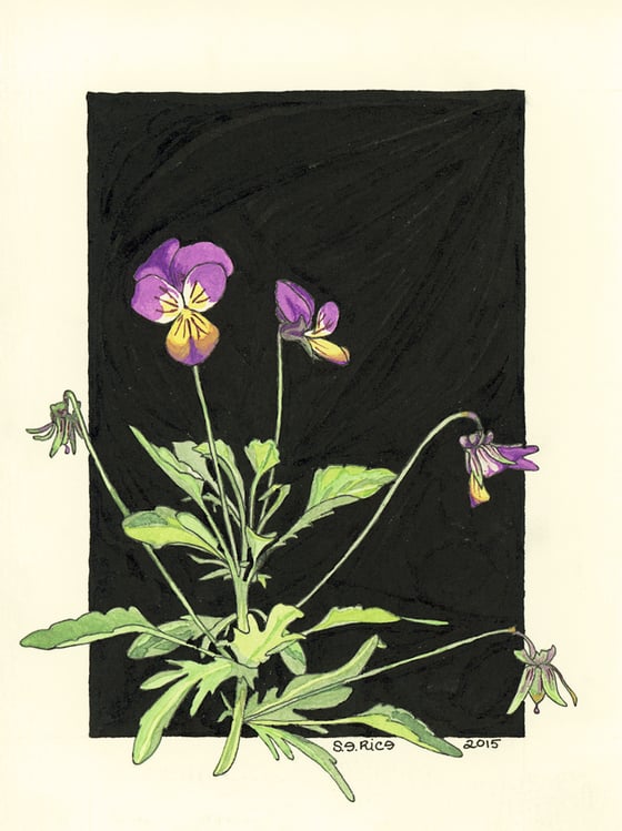 Image of Wild Pansy