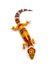 Bold High Contrast Tangerine (Tremper) H- 15