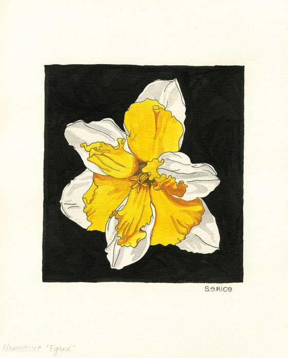 Image of Narcissus