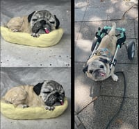 Image 13 of Custom Engraved Pug Pet Urn To Your Dog's Photo