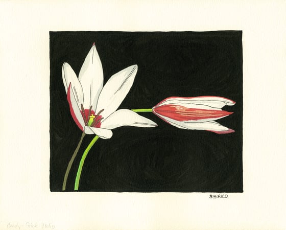 Image of Candy Striped Tulipa