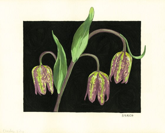 Image of Checker Lily