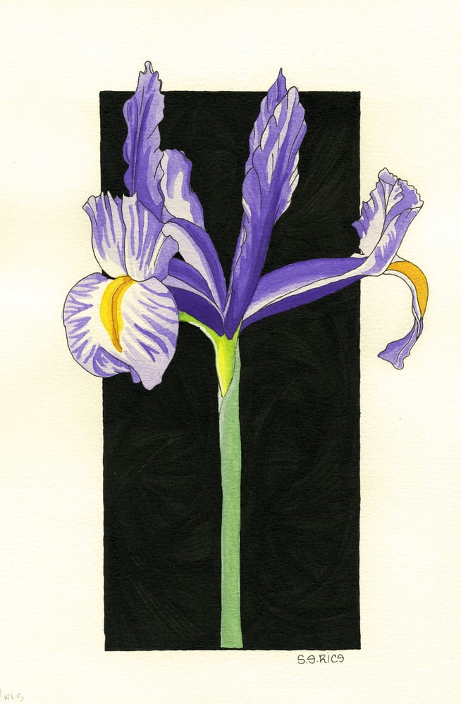 Image of Spanish Iris