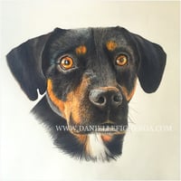 Image 2 of Pet Portraits