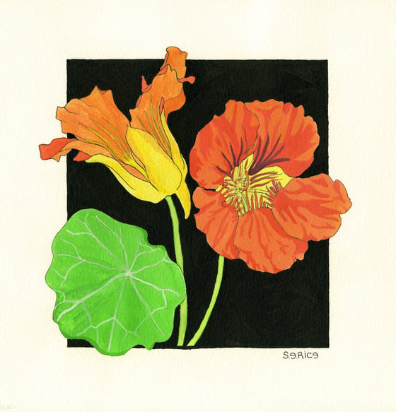 Image of Nasturtium