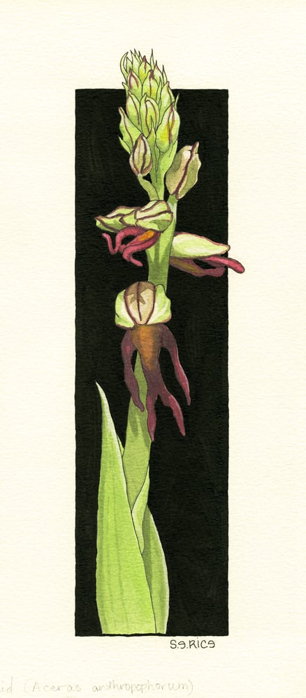 Image of The Man Orchid