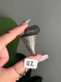 Image 21 of SMALL MEGALODON TEETH -SOUTH CAROLINA- CHOOSE YOUR OWN LOT 2 