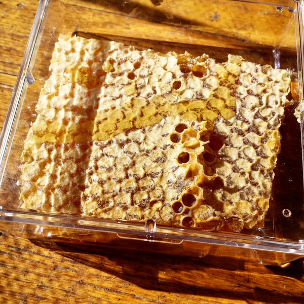 Image of 8 oz Spring Ambrosia Honeycomb