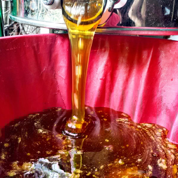 Image of 8 fl. oz. red clover honey
