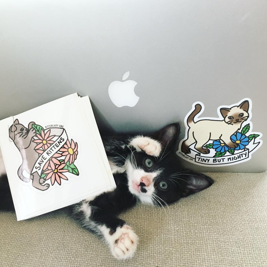 Image of Save Kittens Sticker Set