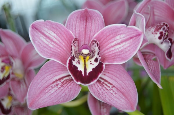 Image of Purple Orchid