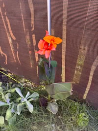 Image 1 of Canna lily