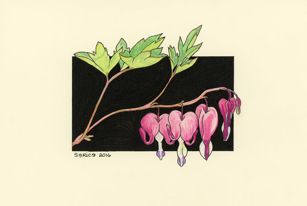 Image of Bleeding Heart