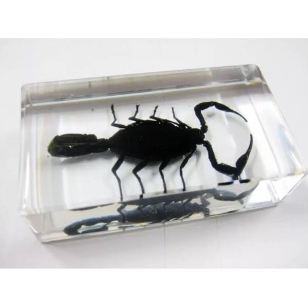 Image of Scorpion in resin -paperweight