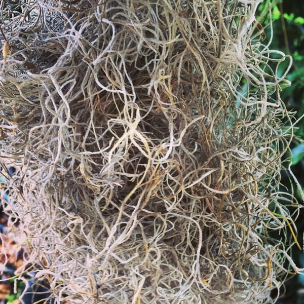 Image of Natural Spanish moss