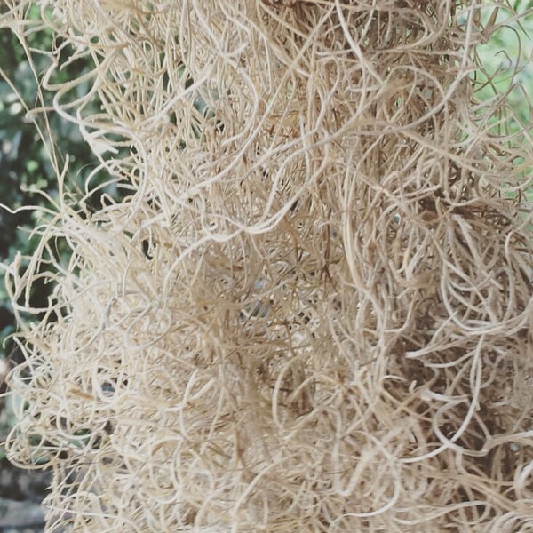 Image of Light Brown Spanish Moss