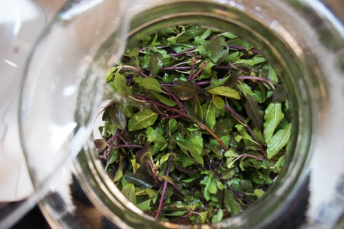 Image of HOLY BASIL spagyric tincture - alchemically enhanced plant extraction