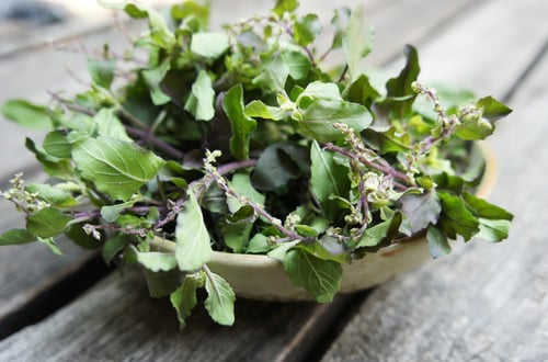 Image of HOLY BASIL spagyric tincture - alchemically enhanced plant extraction