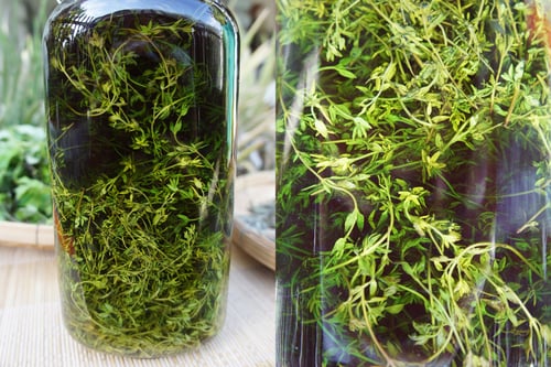 Image of THYME spagyric tincture - alchemically enhanced plant extraction