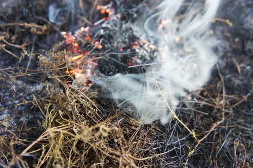 Image of THYME spagyric tincture - alchemically enhanced plant extraction