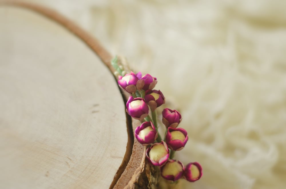 Image of Blossom ( lilac)