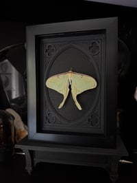 Image 1 of Luna moth