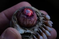 Image 8 of Undead Gaze Phone grip, Pop socket