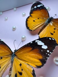 Image 2 of Plain Tiger x 2