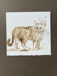 Image 1 of Coffee - Kitty Cat Study