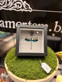 Image 5 of Metalwing Dragonfly 