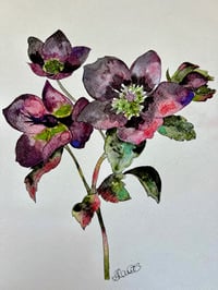 Image 3 of "Hellebore" Original