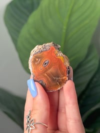 ORANGE MONSTER LAGUNA AGATE