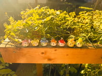 Image 1 of Fruit bears 