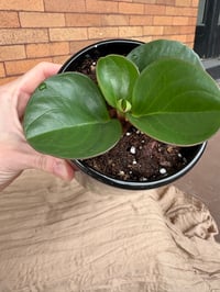 Image 3 of Baby Rubber Plant in Rick & Morty Mug