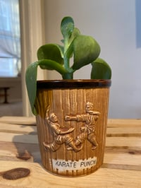 Image 1 of Paddle Plant in Karate Punch Pot