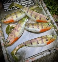 Image 1 of G6 PRO Hand Poured Swimbaits - “Bespin Perch”